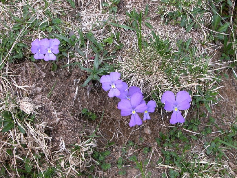 Viola culminis / Viola del M. Guglielmo (e V. dubyana)